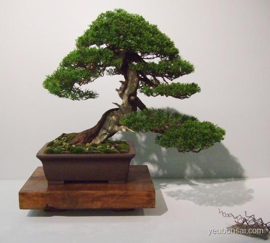 Bonsai, cây cảnh nghệ thuật, cay canh nghe thuat, cây thế, cay the, triển lãm cây cảnh nghệ thuật, trien lam cay canh nghe thuat